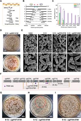 HyCas9-12aGEP: an efficient genome editing platform for Corynebacterium glutamicum